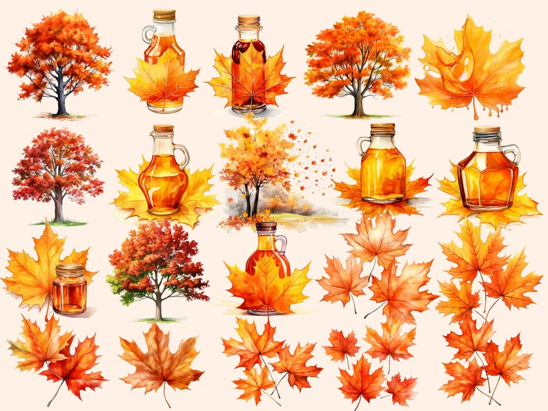 May include: Watercolour illustration of maple leaves in various shades of orange and red, with bottles of maple syrup. The bottles are clear glass with a brown liquid inside. The leaves are arranged in a variety of positions, some with a single leaf and others with multiple leaves.