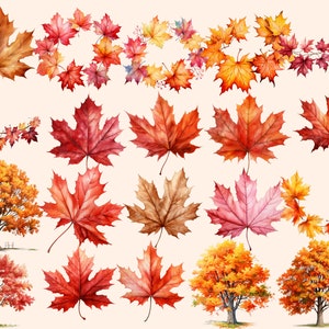 May include: Watercolour illustrations of autumn leaves in various shades of red, orange, and yellow. The leaves are arranged in a variety of patterns, including wreaths, garlands, and single leaves. There are also two watercolour illustrations of trees with autumn leaves.
