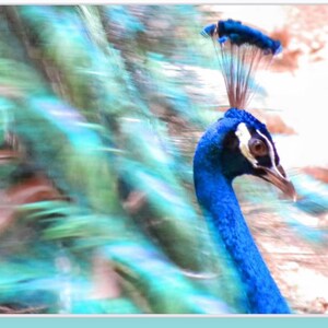 Pavo real, tarjeta de felicitación postal imprimible, descarga, descarga digital, colorido
