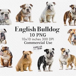 English Bulldog Clipart. Bulldog Puppy Graphic. High Quality 10 png Bulldog. Dog Bundle Clipart. Dog Sublimation Design. Printable Pet Image
