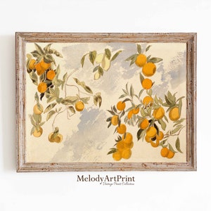 Orange Fruit Watercolor Art Print, Kitchen Farmhouse Wall Art, Vintage Orange Decor, Printable Digital Download, Citrus Poster Dining Room