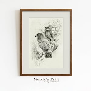 Toucan Wall Art Vintage Print, Printable Digital Download, Drawing Sketch Decor, Tropical Bird Picture, Large Poster