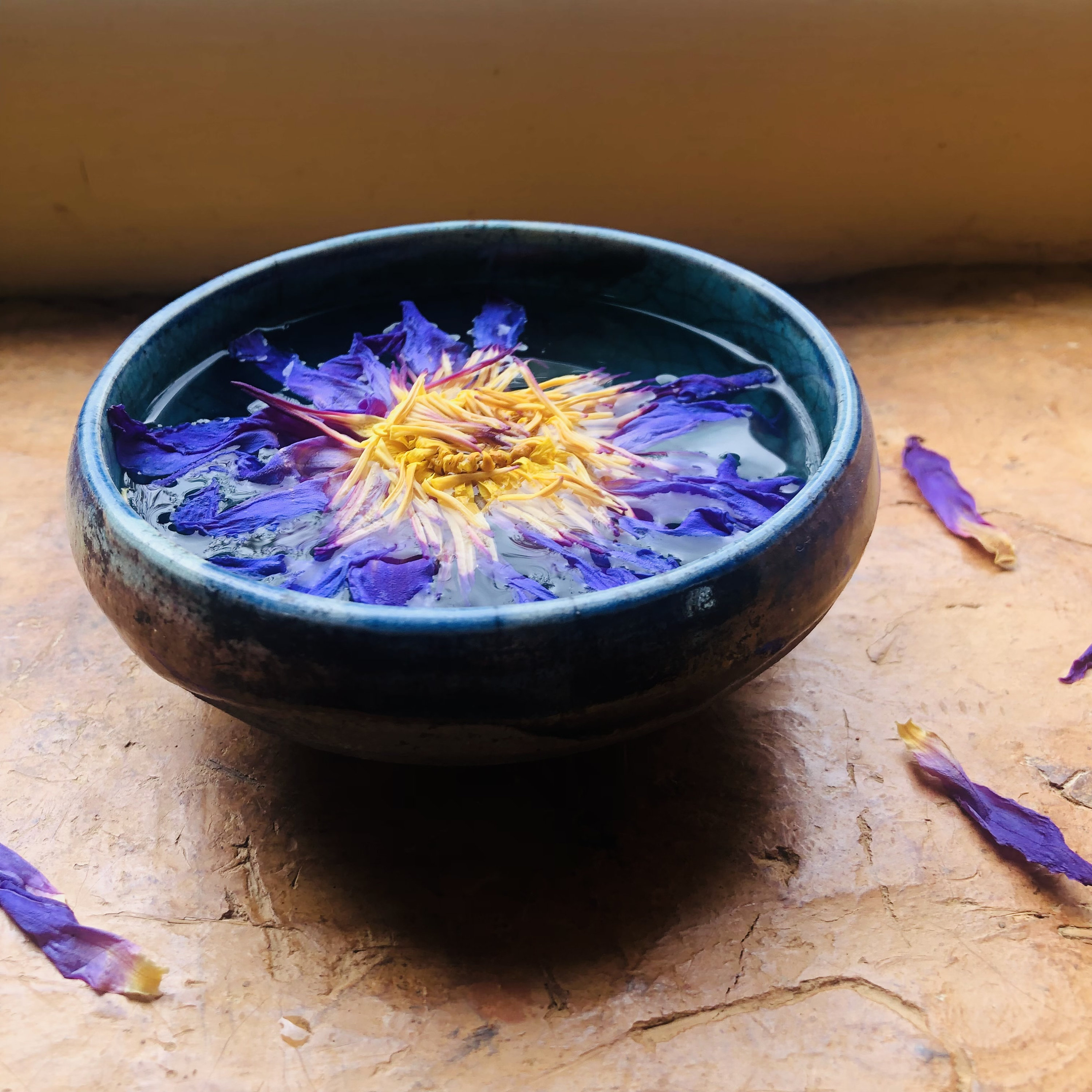 Blue lotus tubers - Etsy 日本