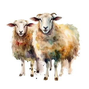 PECORA PNG 12pc, CLIPART dell'acquerello, animali da fattoria Png, download digitale uso commerciale campo animale disegni clipart trasparenti