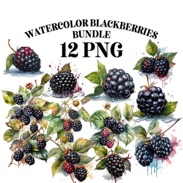 BLACKBERRY PNG, Aquarell CLIPART, Sommer Früchte Png, digitaler Download 12 kommerzielle Nutzung transparente Clipart Designs