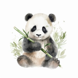 BABY PANDA Png 12pc, Water Color CLIPART, Forest Animals Png, Download Digital Uso Comercial Mountain Animal Transparent Clipart Designs