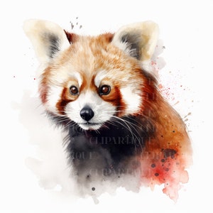 RED PANDA Png, aquarelle CLIPART 20pc, Jungle animaux Png, téléchargement numérique utilisation commerciale forêt Animal Transparent Clipart Designs