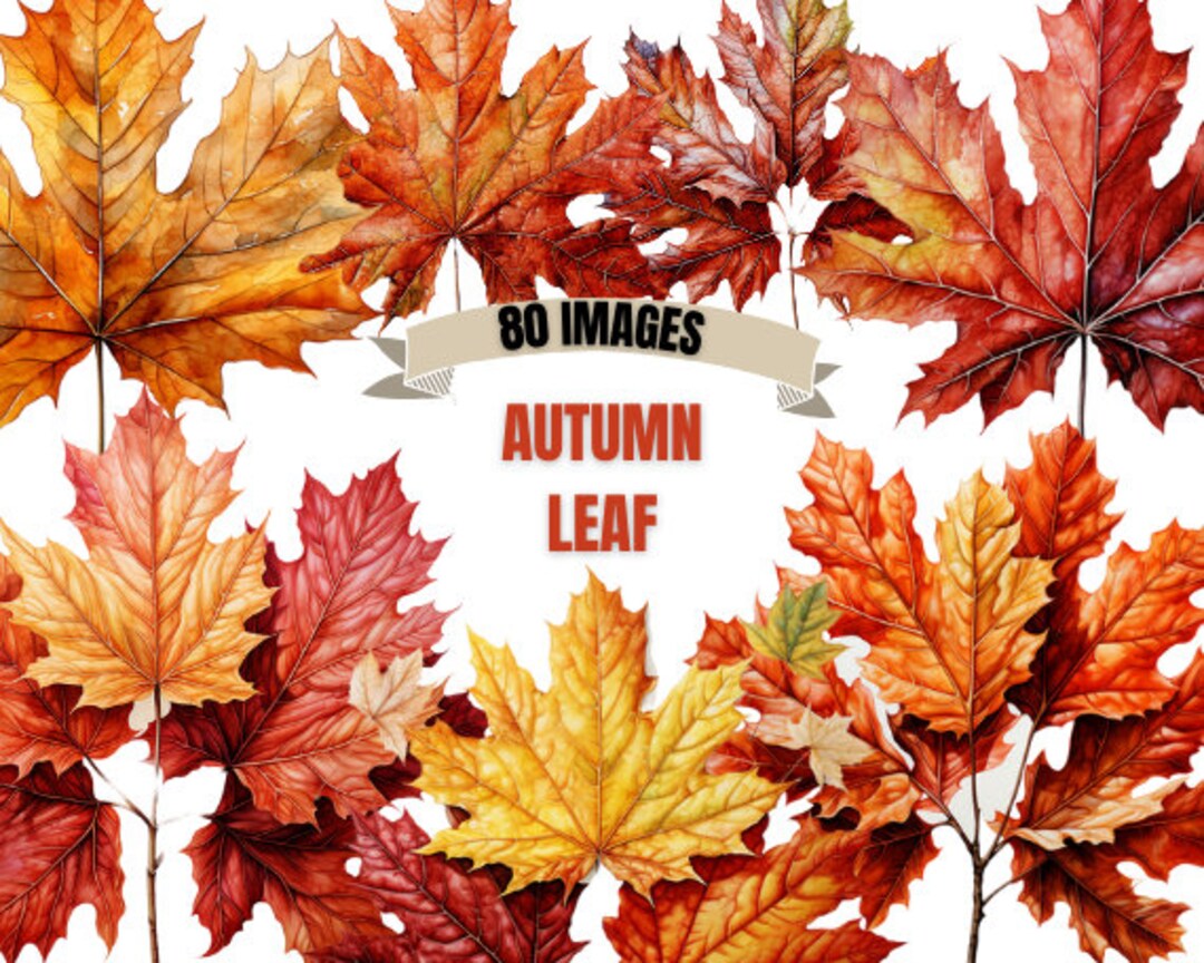 FALL LEAVES CLIPART Bundle 80x Png Watercolor Autumn Holiday ...