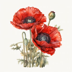 POPPY FLOWER Png 20pc, Water Color CLIPART, Memorial Floral Botanical ...