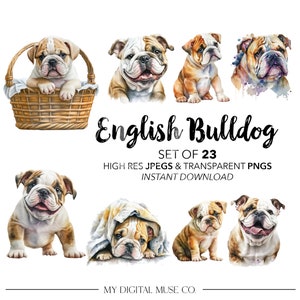 English Bulldog PNG, Watercolor English Bulldog Clipart, jpg, Puppy PNG, Instant Download, Commercial Use, Junk Journal Digital Planner jpeg