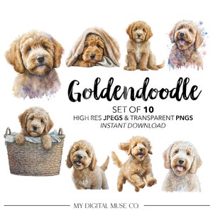 Goldendoodle PNG, Aquarela Goldendoodle Clipart, Cachorro Fofo, Filhote de Cachorro PNG, Download Instantâneo, Uso Comercial, Junk Journal, Planejador Digital, JPG