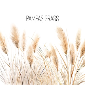 Op de afbeelding: Een aquarel-illustratie van pampasgras met beige en bruine pluimen. De tekst "PAMPAS GRASS" staat boven de illustratie.