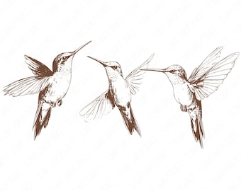 Hummingbird Clipart, Hummingbirds Images , Hummingbird PNG, Hummingbird Illustrations, Wall Art, Commercial Use, Tshirt Design