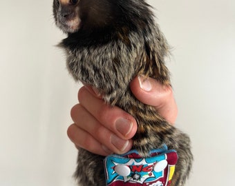 Marmoset Diaper