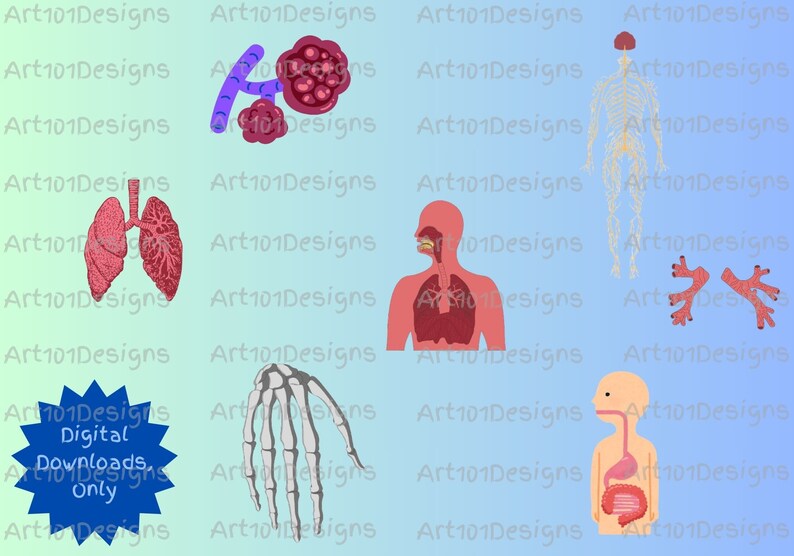 Art101designs Graphical Anatomy Clipart - Human Organs Clipart ...