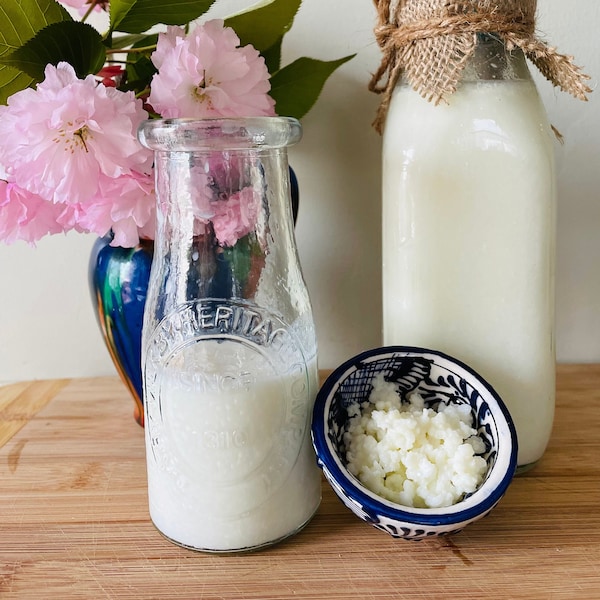 Live Milk Kefir Grains