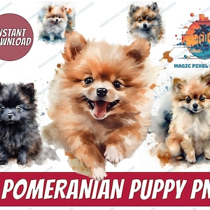 Pomeranian  Puppy Watercolor Clipart | Pomeranian Dog PNG | Dogs | Puppies | Little Pet | Doggie Animal
