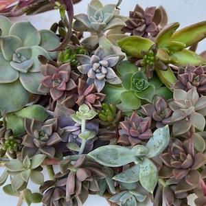 Succulent leaves, baby plants, and cuttings