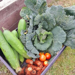 May include: A black plastic crate filled with freshly harvested vegetables. The crate contains green cucumbers, orange carrots, red tomatoes, and a large head of leafy green cabbage. The vegetables are arranged on a bed of grass.