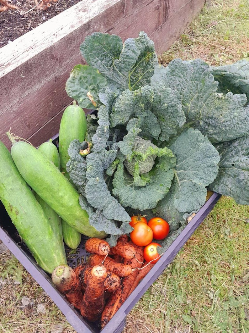 May include: A black plastic crate filled with freshly harvested vegetables. The crate contains green cucumbers, orange carrots, red tomatoes, and a large head of leafy green cabbage. The vegetables are arranged on a bed of grass.