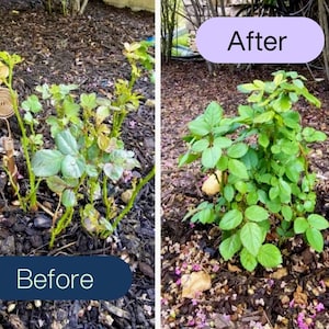 Before and after plant growth results using copper electroculture antennas