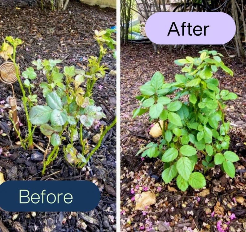 Before and after plant growth results using copper electroculture antennas