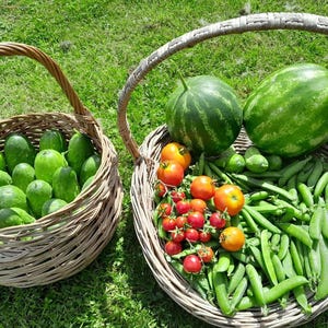May include: Two woven baskets filled with fresh produce sit on green grass. One basket holds cucumbers, the other contains watermelons, tomatoes, and snap peas. The scene suggests a harvest or a farmer's market.