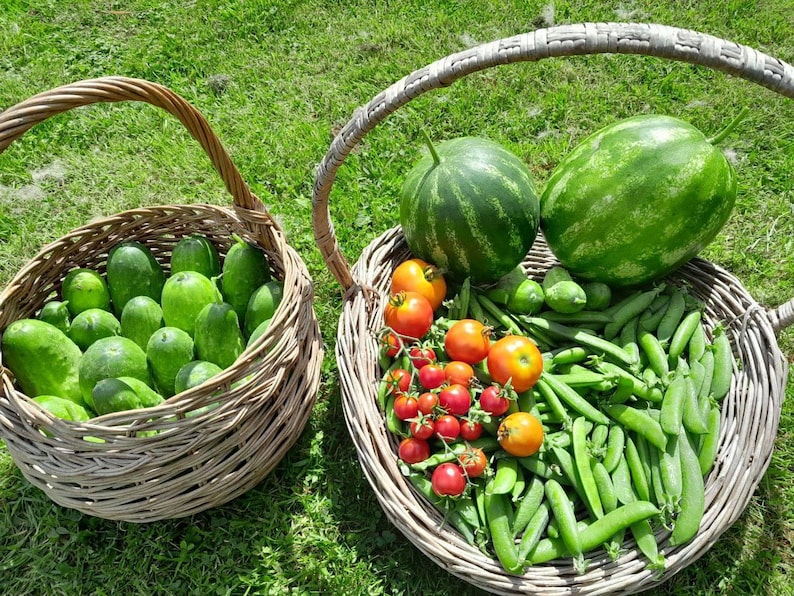 May include: Two woven baskets filled with fresh produce sit on green grass. One basket holds cucumbers, the other contains watermelons, tomatoes, and snap peas. The scene suggests a harvest or a farmer's market.