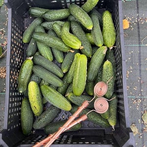 Fresh cucumbers harvested beside Tesla copper electroculture antenna
