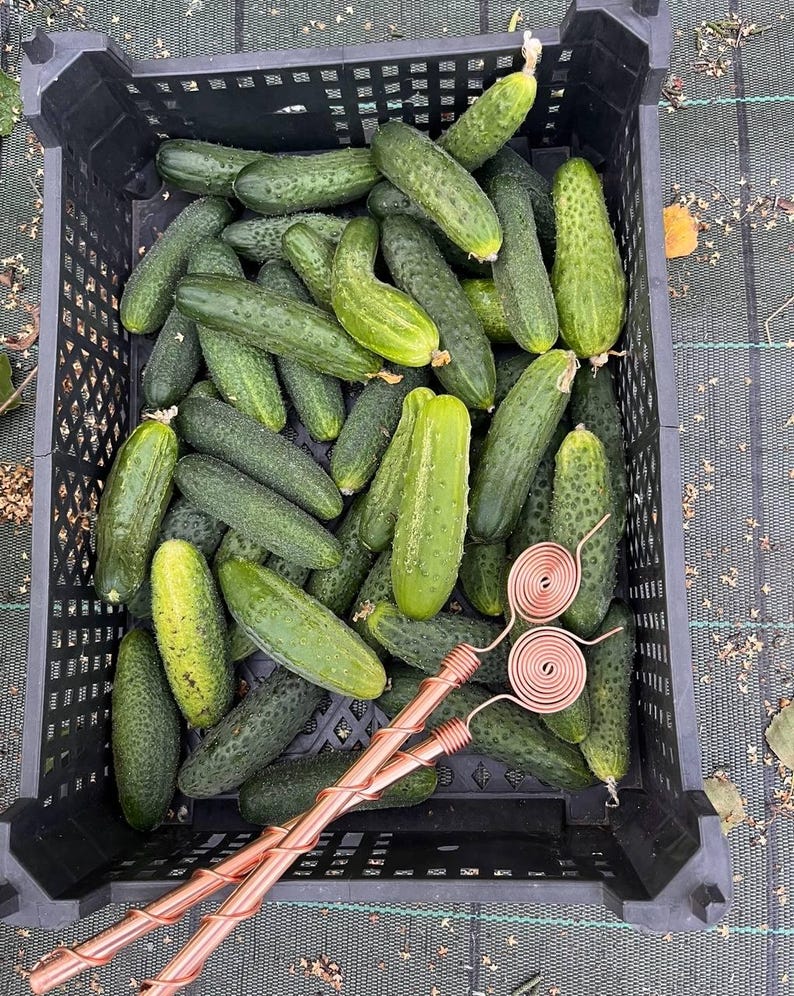 Fresh cucumbers harvested beside Tesla copper electroculture antenna