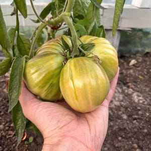 May include: A cluster of unripe heirloom tomatoes, with green and yellow stripes, held in a hand. The tomatoes are still attached to the green vine with leaves. The tomatoes are large and round.