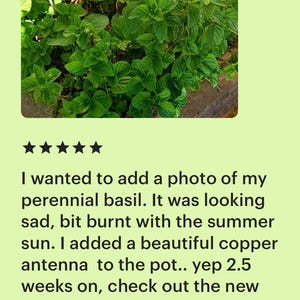 May include: A close-up of a lush basil plant with vibrant green leaves. A copper butterfly-shaped decoration is placed among the basil. The image is accompanied by text from a verified Etsy buyer.