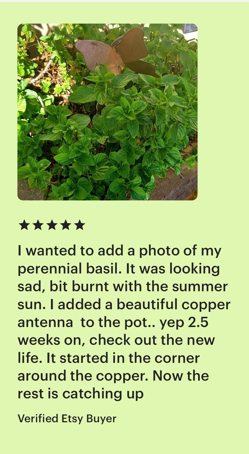 May include: A close-up of a lush basil plant with vibrant green leaves. A copper butterfly-shaped decoration is placed among the basil. The image is accompanied by text from a verified Etsy buyer.