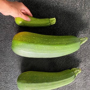 Hand holding zucchini grown next to Tesla 369 electroculture antenna