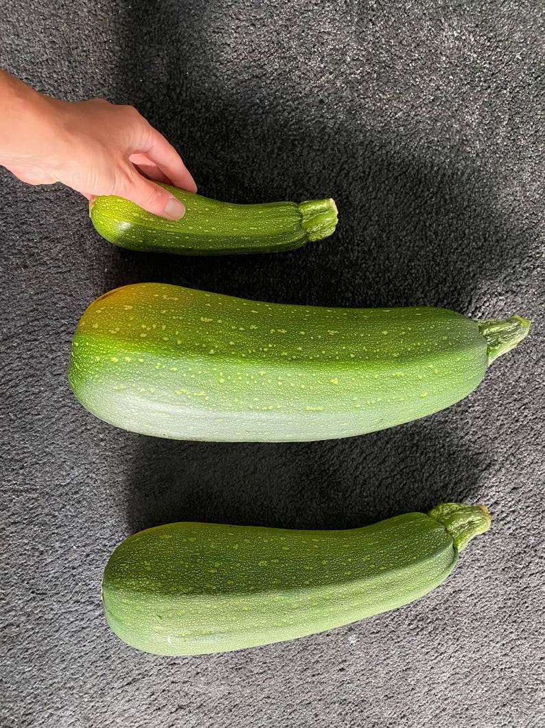 Hand holding zucchini grown next to Tesla 369 electroculture antenna