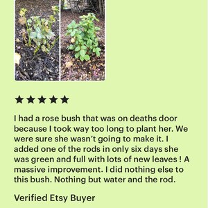 May include: Side-by-side images of a rose bush before and after treatment. The first image shows a sparse bush, while the second shows a full, green bush. Text below the images describes the transformation.