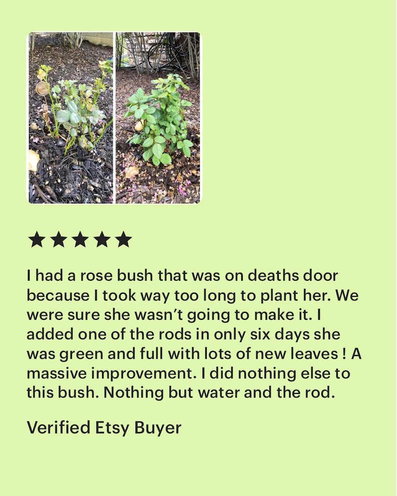 May include: Side-by-side images of a rose bush before and after treatment. The first image shows a sparse bush, while the second shows a full, green bush. Text below the images describes the transformation.