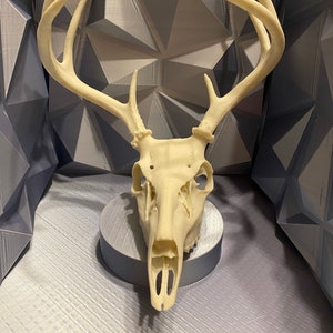 3D deer skull