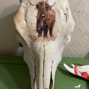 Highland cow printed skull