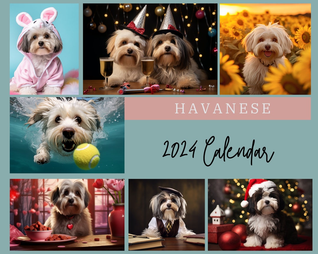 Havanese Calendar 2024 Havanese Wall Calendar Gift 12 Month Etsy Portugal