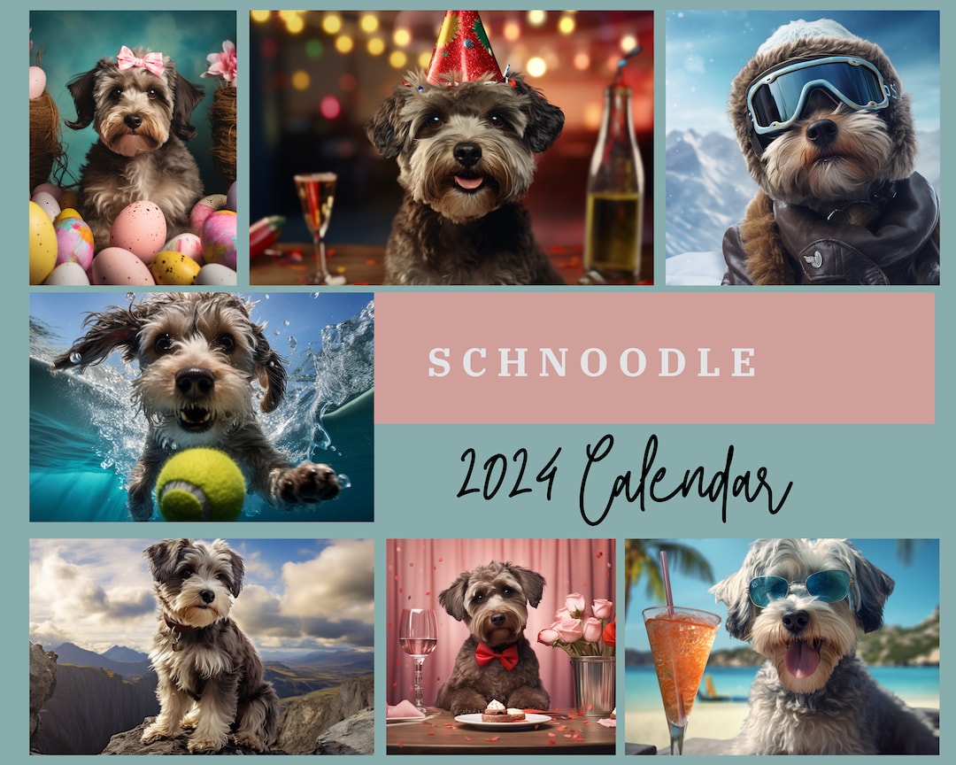 Schnoodle Calendar 2024, Schnoodle Wall Calendar Gift, 12 Month Hanging