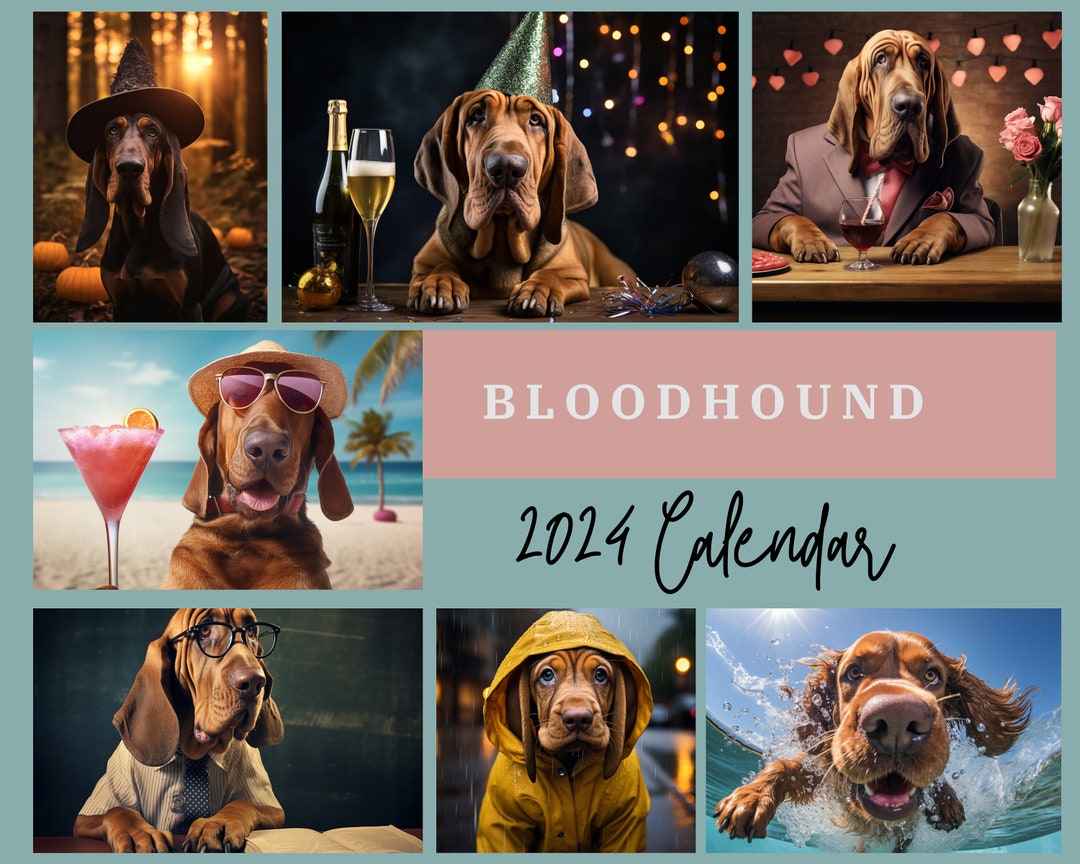 Bloodhound Calendar 2024, Bloodhound Wall Calendar Gift, 12 Month