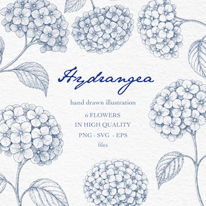 Könnte beinhalten: Detaillierte Illustration von Hortensienblüten im Vintage-Stil. Das Bild zeigt sechs blau getönte Hortensienblüten mit Blättern und Stielen sowie das Wort "Hydrangea" in Schriftform. Der Text darunter lautet "hand drawn illustration" und "6 flowers in high quality".