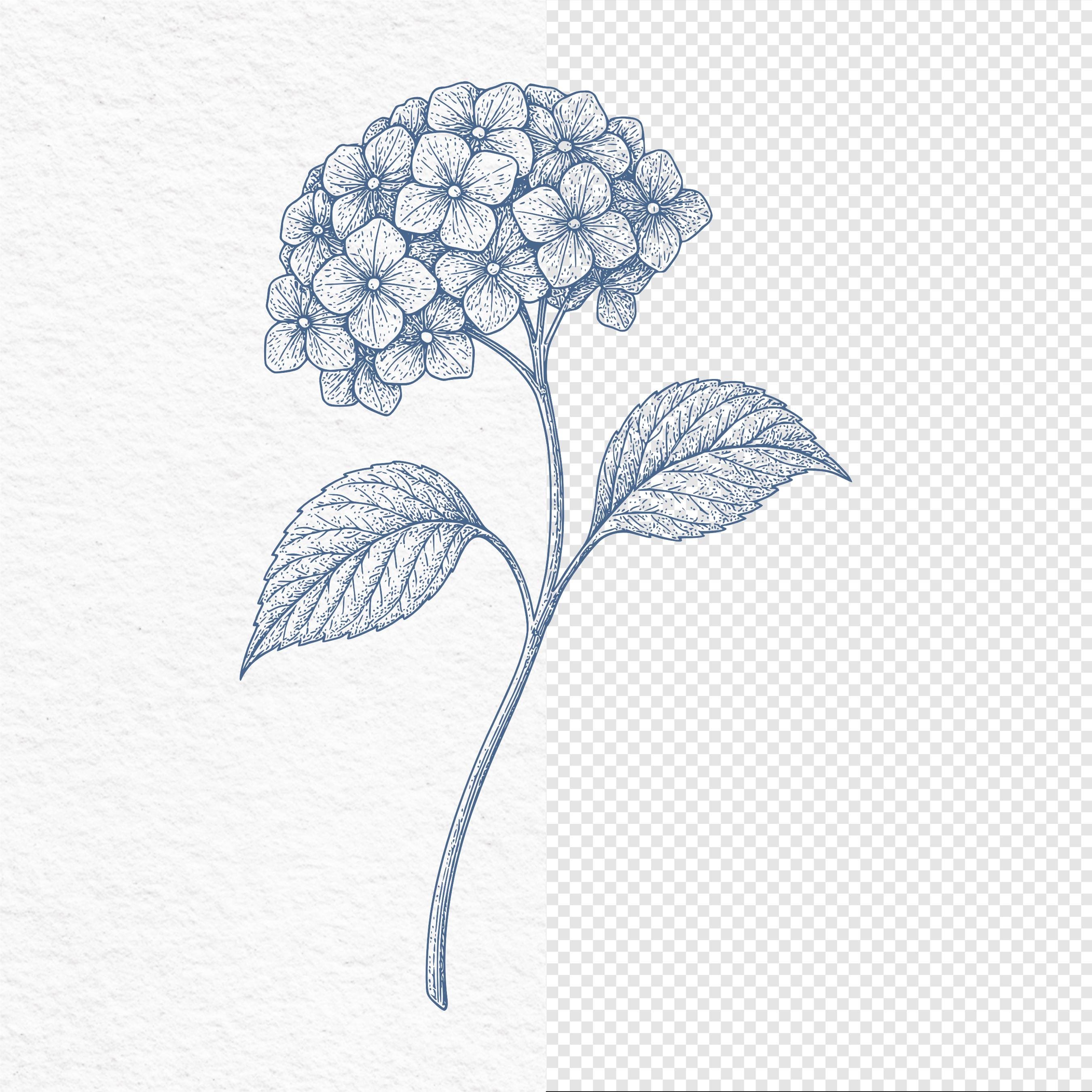 Hand Drawn Hydrangea Flower Clipart | Wedding Floral Line Art | Flower ...