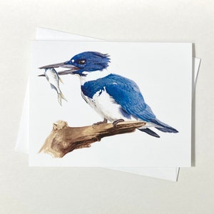 8er Set Postkarten Eisvogel | Aquarell Vogel Grußkarten | Alle Anlässe Grußkarten
