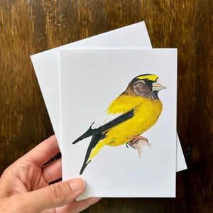 Cartões de Grosbeak Noturno: Arte de Pássaro em Aquarela, Conjunto de 8