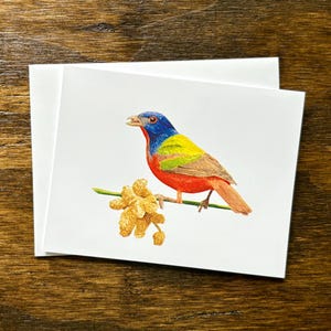 Painted Bunting Notecards | Set of 8 Watercolor Bird Cards | All Occasion Note Cards