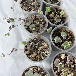 String of Hearts - Variegated