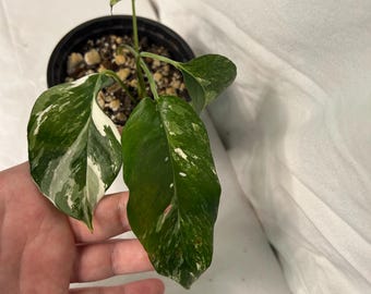 Pothos Epipremnum Pinnatum Albo Variegata - White & Green - Etsy