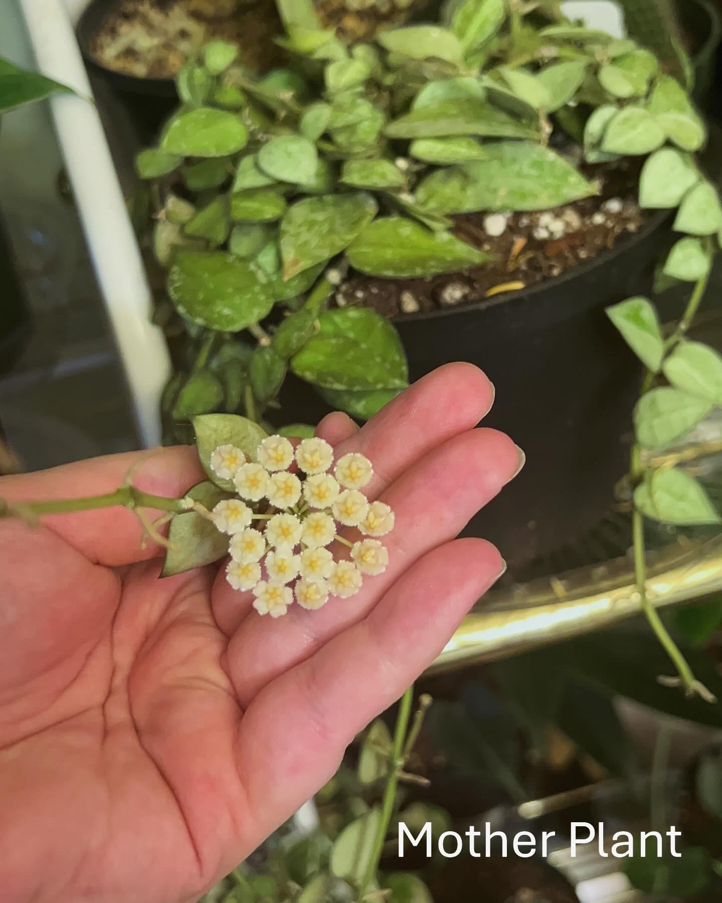 Hoya Kalimantan Mini - Etsy